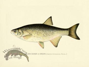 Golden Shiner or Bream